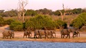 Ботсвана – приключение в дивото (видео)