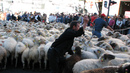 Една овца, две овце, три овце... в Мадрид