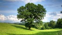 България се бори в конкурса Европейско дърво на годината