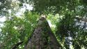 Африка си има ново най-високо дърво