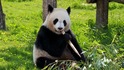 Защо пандите са черно-бели?