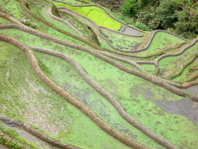 Фото сряда: Оризовите тераси на Банауе
