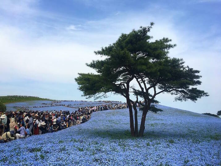 Цунами от сини цветя заля Япония (галерия)