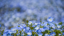 Цунами от сини цветя заля Япония (галерия)