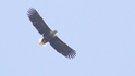 Откриха ново гнездо на морски орел в Източните Родопи