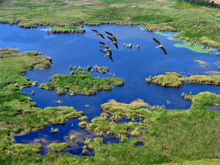 Резерват Сребърна: Птици и плаващи острови
