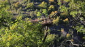 Примамват още черни лешояди в Източните Родопи