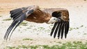 Камера излъчва на живо от гнездо на белоглави лешояди в Източните Родопи