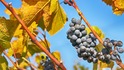 Къде се е произвеждало вино преди повече от 7000 години?