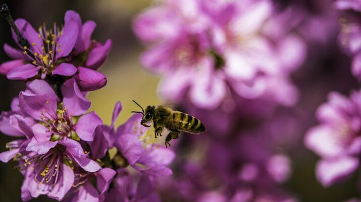 Какво е пчелен туризъм и къде да го практикуваме?