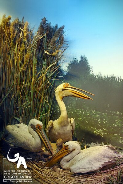 Природонаучният музей