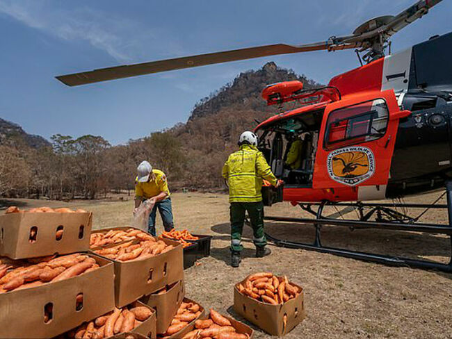 Спасяват австралийските животни като хвърлят храна от самолети