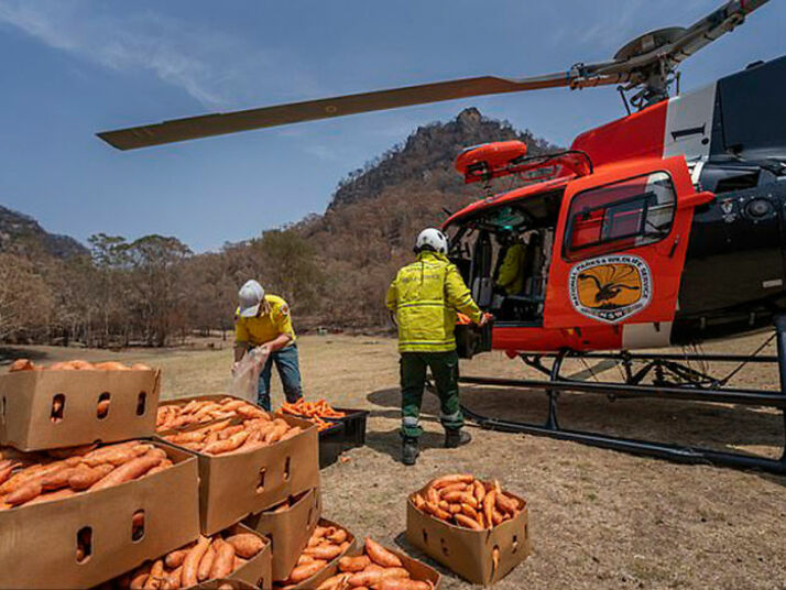 Спасяват австралийските животни като хвърлят храна от самолети