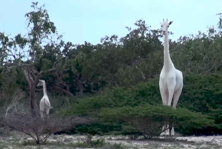 Бракониери убиха рядък вид бели жирафи