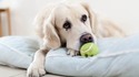 6 домашни игри, с които да забавлявате кучето  (и себе си)