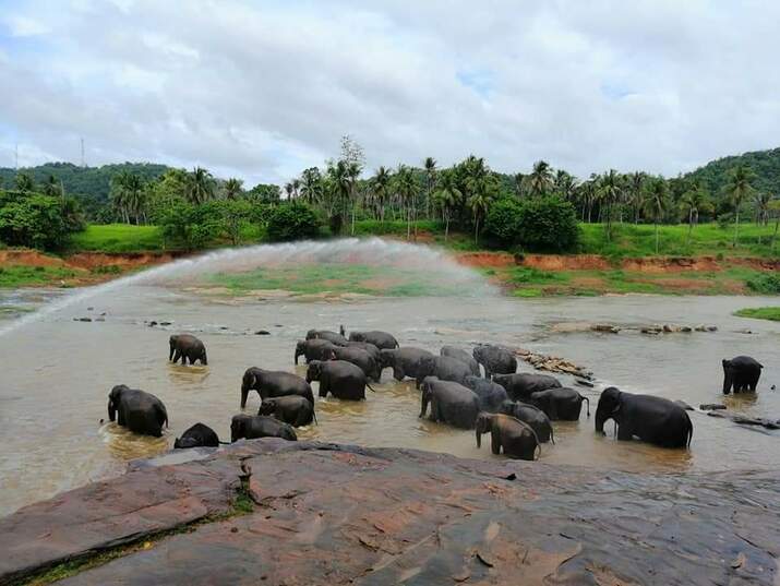 Сиропиталище за слонове Пинавала, остров Шри Ланка