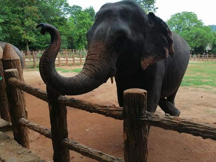 Сиропиталище за слонове Пинавала, остров Шри Ланка