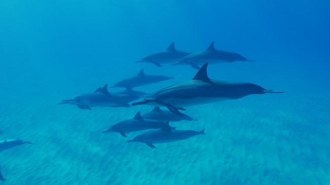 Забраняват плуването с делфини на Хаваите
