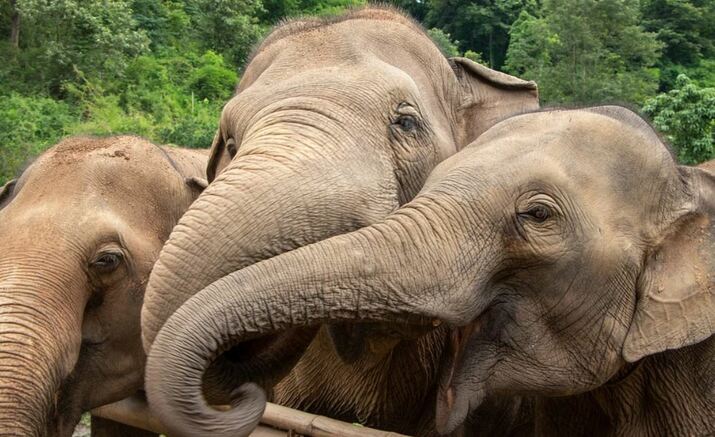 Тайланд - Кралска купа по поло със слонове