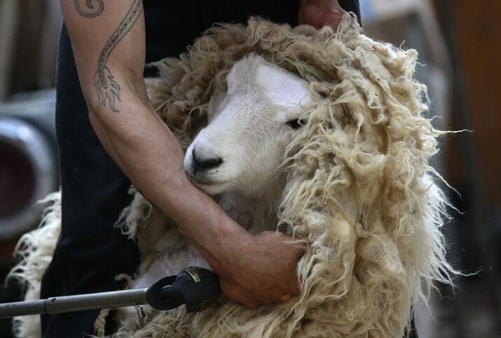 „Златни ножици“ - състезание по стригане на овце в Мастърсън, Нова Зеландия