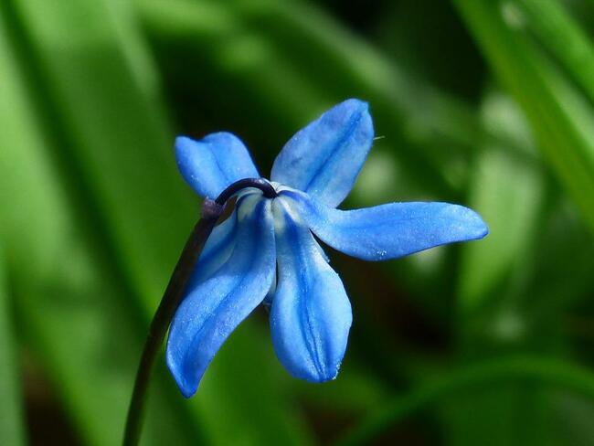 33 от най – интересните сини цветя