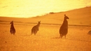Да погалиш кенгуру в Австралия