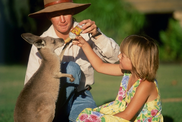 Да погалиш кенгуру в Австралия