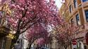 Cherry Blossom Avenue в Бон или една истинска розова магия!