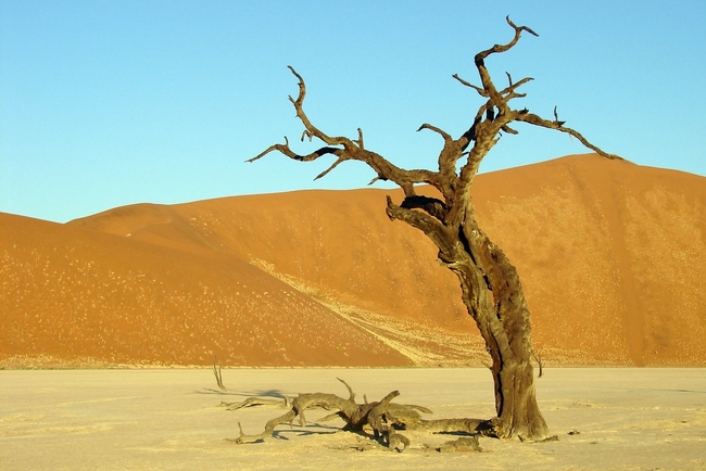 Намибия: Акации, мъртви от 900 години