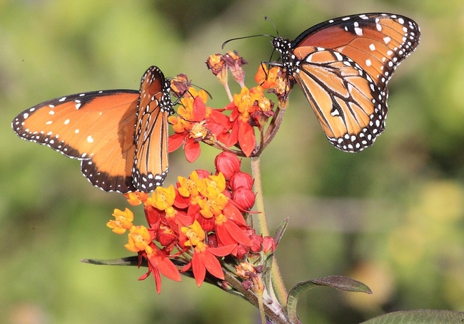 Монтерей: Загадката на пеперудената вихрушка