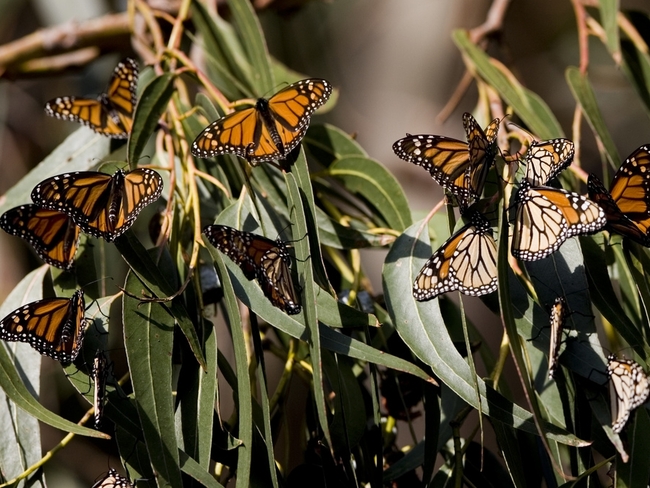 Монтерей: Загадката на пеперудената вихрушка