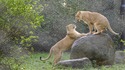 13 от най-големите зоологически градини в света