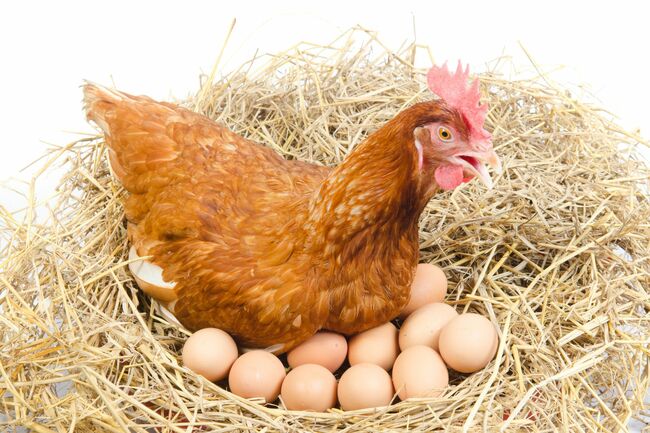 Яйцето или кокошката: Учените разкриха кое е дошло първо!