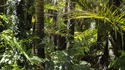 30 факта за Амазонската джунгла