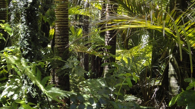 30 факта за Амазонската джунгла