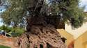 Най-старото живо маслиново дърво в света