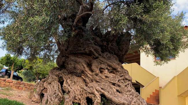 Най-старото живо маслиново дърво в света