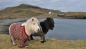 Защо в Шотландия се появиха понита в пуловери