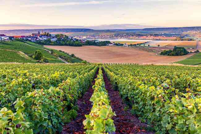 Къде във Франция може да опитате най-доброто вино?
