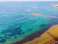 Какво знаете за Саргасово море?
