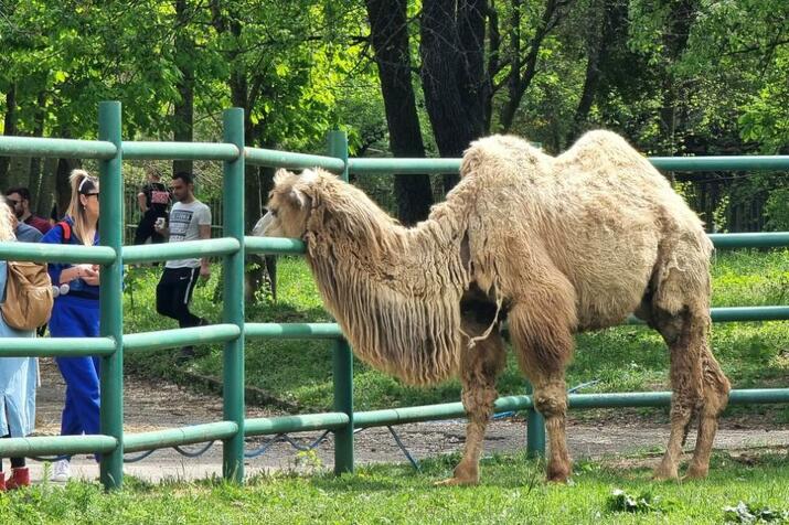 Зоопаркът и културните институти в София стават безплатни за деца сираци