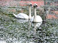 Лебеди обитават езерото край живописния проход „Вратцата“