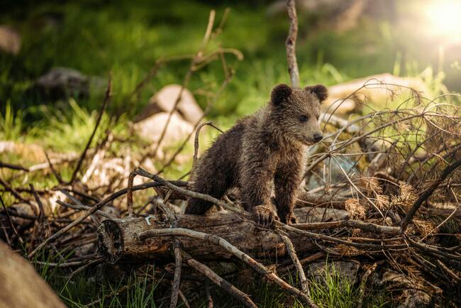 Паркът за мечки край Белица отваря врати за посетители
