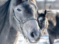 Зимата в Акурейри – северната столица на светлината и тишината