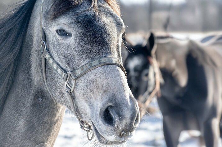 Зимата в Акурейри – северната столица на светлината и тишината