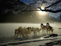 Светът на кучешките шейни – пътуване към свободата и силата на екипа