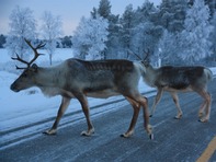 Лапландия: мястото, където тишината говори по-силно от думите