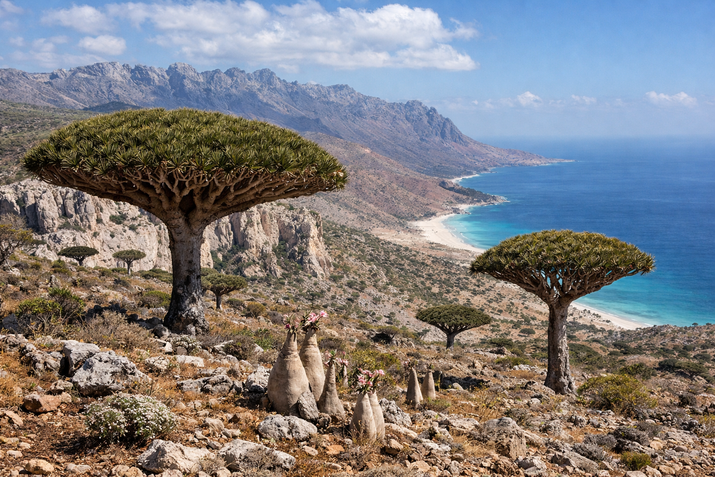 Сокотра – интересни факти за един от най-необичайните острови в света