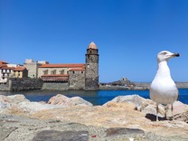 Малкият френски град, кацнал над морето — Колиур