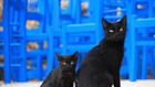 Гръцки остров предлага безплатно настаняване срещу грижа за котки